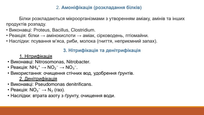 2. Амоніфікація (розкладання білків) Білки розкладаються мікроорганізмами з утворенням аміаку, амінів та інших продуктів розпаду.• Виконавці: Proteus, Bacillus, Clostridium.• Реакція: білки → амінокислоти → аміак, сірководень, птіомайни.• Наслідки: псування м’яса, риби, молока (гниття, неприємний запах).3. Нітрифікація та денітрифікація 1. Нітрифікація• Виконавці: Nitrosomonas, Nitrobacter.• Реакція: NH₄⁺ → NO₂⁻ → NO₃⁻.• Використання: очищення стічних вод, удобрення ґрунтів. 2. Денітрифікація• Виконавці: Pseudomonas denitrificans.• Реакція: NO₃⁻ → N₂ (газ).• Наслідки: втрата азоту з ґрунту, очищення води.