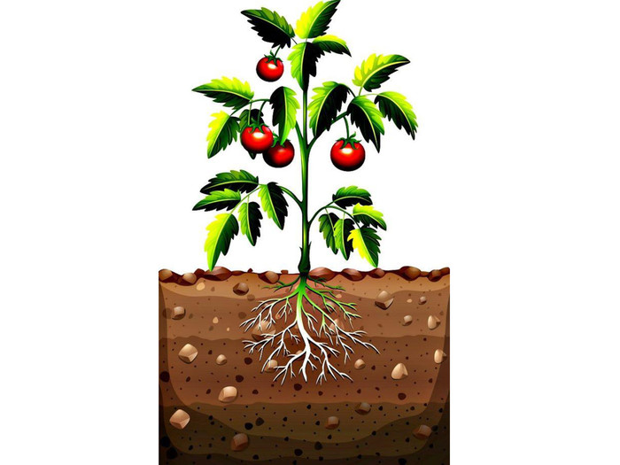 Plantar semillas de tomate