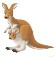 Описание: Картинки по запросу картинка кенгуру