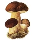 Описание: Картинки по запросу рисунок грибы