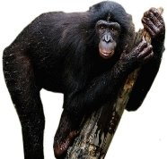 карликовий Шимпанзе