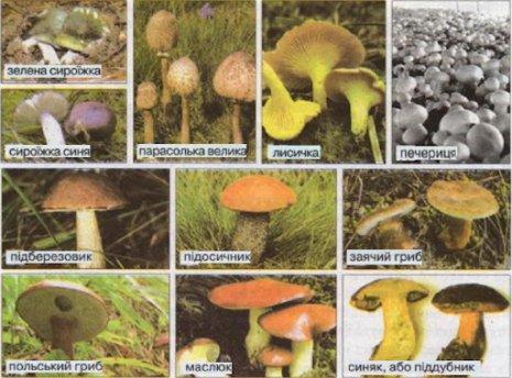 Їстівні, неїстівні та отруйні гриби, категорії їстівних грибів, грибні  отруєння » Допомога учням