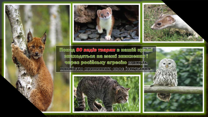Понад 80 видів тварин в нашій країні знаходяться на межі зникнення ічерез російську агресію можуть повністю припинити своє існування.