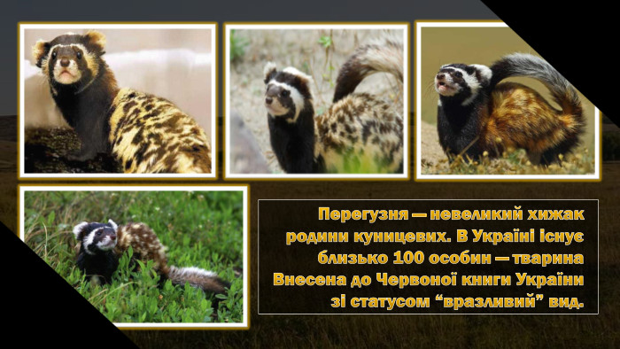 Перегузня — невеликий хижак родини куницевих. В Україні існує близько 100 особин — тварина Внесена до Червоної книги України зі статусом “вразливий” вид.