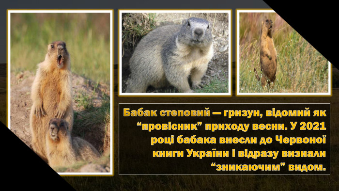 Бабак степовий — гризун, відомий як “провісник” приходу весни. У 2021 році бабака внесли до Червоної книги України і відразу визнали “зникаючим” видом. 