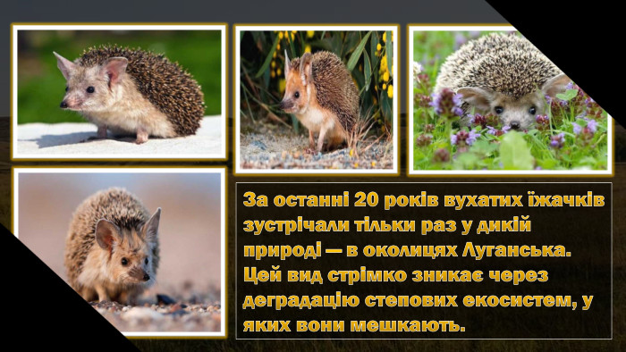 За останні 20 років вухатих їжачків зустрічали тільки раз у дикій природі — в околицях Луганська. Цей вид стрімко зникає через деградацію степових екосистем, у яких вони мешкають.