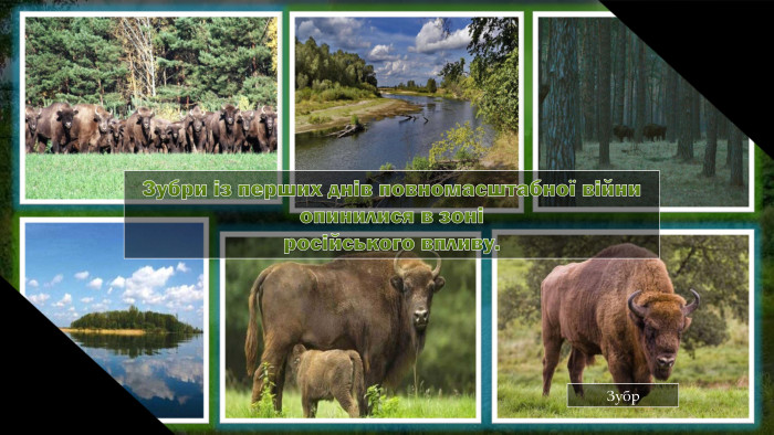Зубр. Зубри із перших днів повномасштабної війни опинилися в зоніросійського впливу.