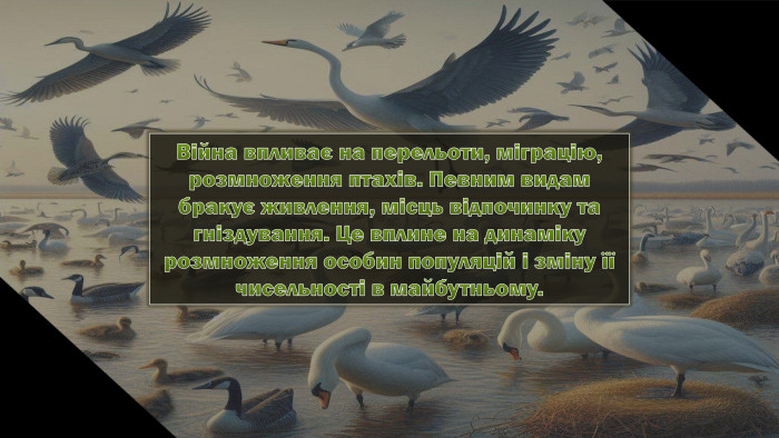 Війна впливає на перельоти, міграцію, розмноження птахів. Певним видамбракує живлення, місць відпочинку та гніздування. Це вплине на динамікурозмноження особин популяцій і зміну її чисельності в майбутньому.