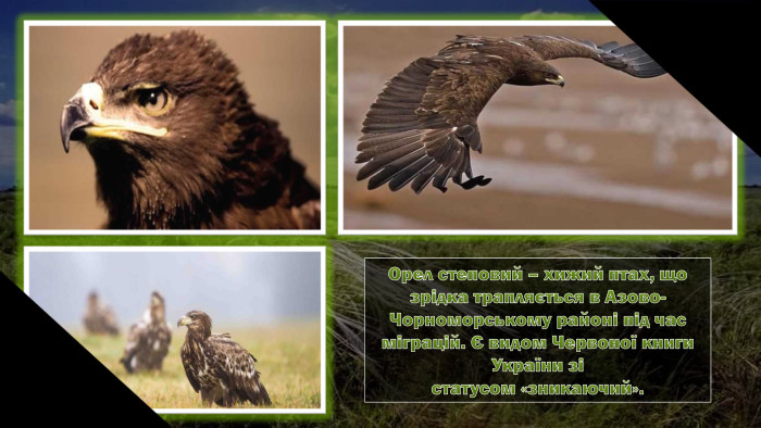 Орел степовий – хижий птах, що зрідка трапляється в Азово-Чорноморському районі під час міграцій. Є видом Червоної книги України зістатусом «зникаючий».
