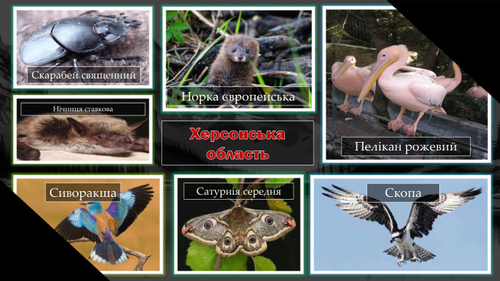 Херсонська область. Нічниця ставкова. Норка європейська. Пелікан рожевий. Сатурнія середня. Сиворакша. Скарабей священний. Скопа