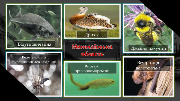 Миколаївська область. Білуга звичайна. Велетенський мурашиний лев західний. Вечірниця велетенська. Вирезуб причорноморський. Джміль пахучий. Дрохва