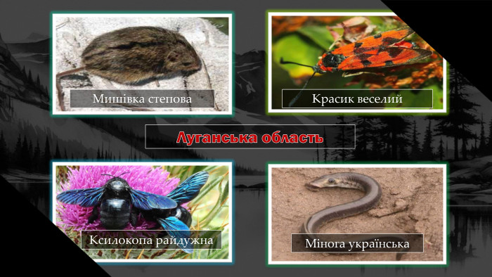 Луганська область. Красик веселий. Ксилокопа райдужна. Мишівка степова. Мінога українська