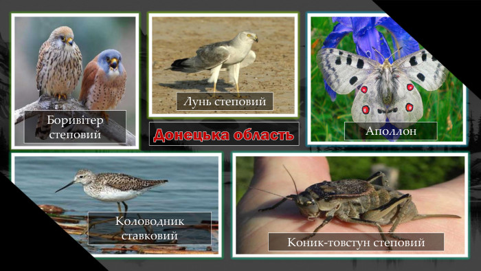Донецька область. Аполлон. Боривітер степовий. Коловодник ставковий. Коник-товстун степовий. Лунь степовий