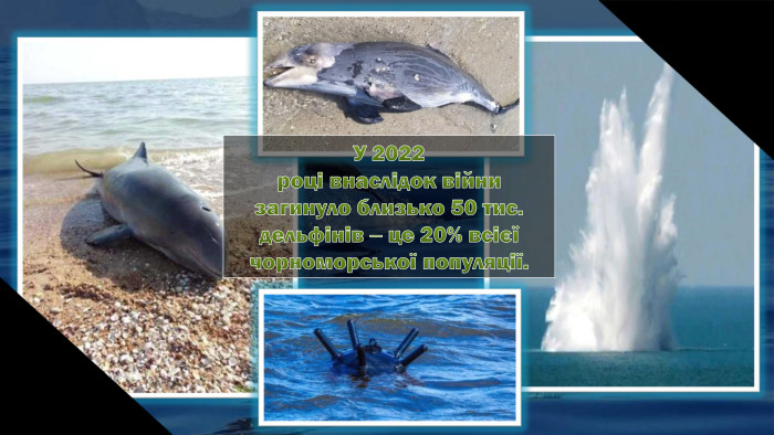У 2022році внаслідок війни загинуло близько 50 тис. дельфінів ‒ це 20% всієїчорноморської популяції.