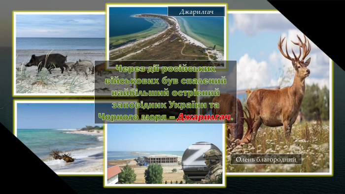 Олень благороднийо. Джарилгач. Через дії російських військових був спалений найбільший острівний заповідник України та. Чорного моря – Джарилгач. Джарилгач