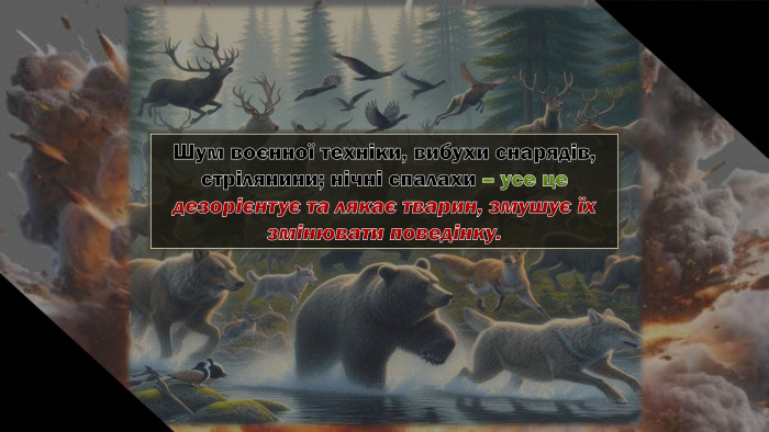 Шум воєнної техніки, вибухи снарядів, стрілянини; нічні спалахи – усе цедезорієнтує та лякає тварин, змушує їх змінювати поведінку.