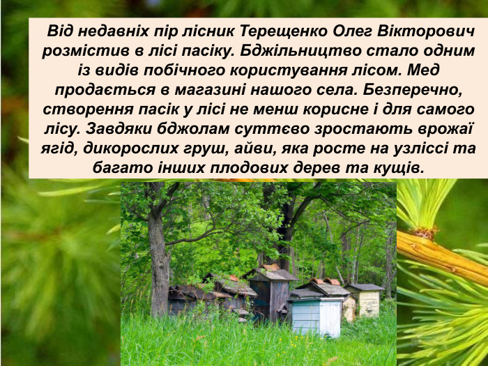  Від недавніх пір лісник Терещенко Олег Вікторович розмістив в лісі пасіку. Бджільництво стало одним із видів побічного користування лісом. Мед продається в магазині нашого села. Безперечно, створення пасік у лісі не менш корисне і для самого лісу. Завдяки бджолам суттєво зростають врожаї ягід, дикорослих груш, айви, яка росте на узліссі та багато інших плодових дерев та кущів.  