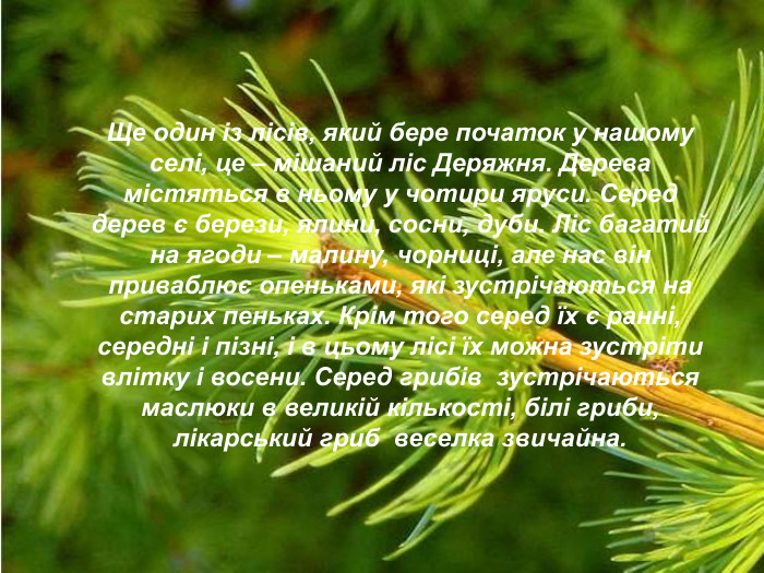 Ще один із лісів, який бере початок у нашому селі, це – мішаний ліс Деряжня. Дерева містяться в ньому у чотири яруси. Серед дерев є берези, ялини, сосни, дуби. Ліс багатий на ягоди – малину, чорниці, але нас він приваблює опеньками, які зустрічаються на старих пеньках. Крім того серед їх є ранні, середні і пізні, і в цьому лісі їх можна зустріти влітку і восени. Серед грибів  зустрічаються маслюки в великій кількості, білі гриби, лікарський гриб  веселка звичайна. 
