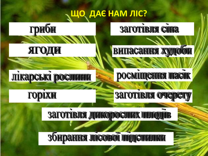 ЩО  ДАЄ НАМ ЛІС? 