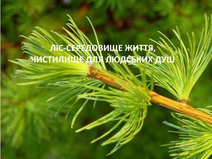 ЛІС-СЕРЕДОВИЩЕ ЖИТТЯ, ЧИСТИЛИЩЕ ДЛЯ ЛЮДСЬКИХ ДУШ 
