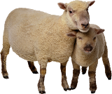 Картинки по запросу вівці пнг