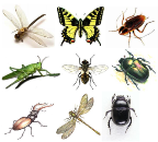 Картинки по запросу комахи пнг