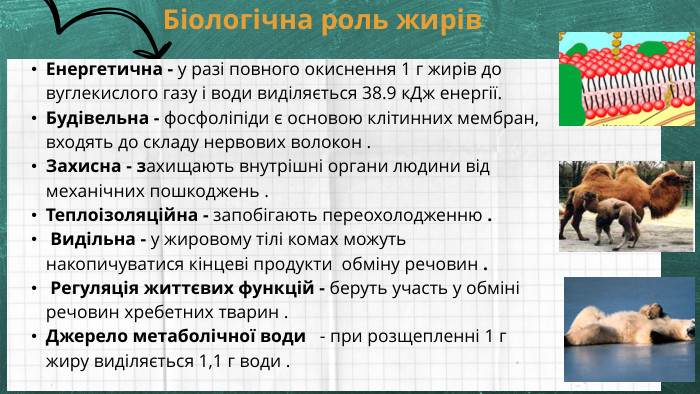 Енергетична - у разі повного окиснення 1 г жирів до вуглекислого газу і води виділяється 38.9 к. Дж енергії. Будівельна - фосфоліпіди є основою клітинних мембран, входять до складу нервових волокон . Захисна - захищають внутрішні органи людини від механічних пошкоджень . Теплоізоляційна - запобігають переохолодженню . Видільна - у жировому тілі комах можуть накопичуватися кінцеві продукти обміну речовин . Регуляція життєвих функцій - беруть участь у обміні речовин хребетних тварин . Джерело метаболічної води - при розщепленні 1 г жиру виділяється 1,1 г води . Біологічна роль жирів 