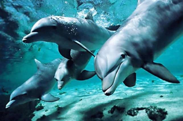 Результат пошуку зображень за запитом "море чорное дельфині"