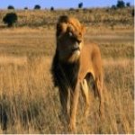Лев — царь африканской саванны
