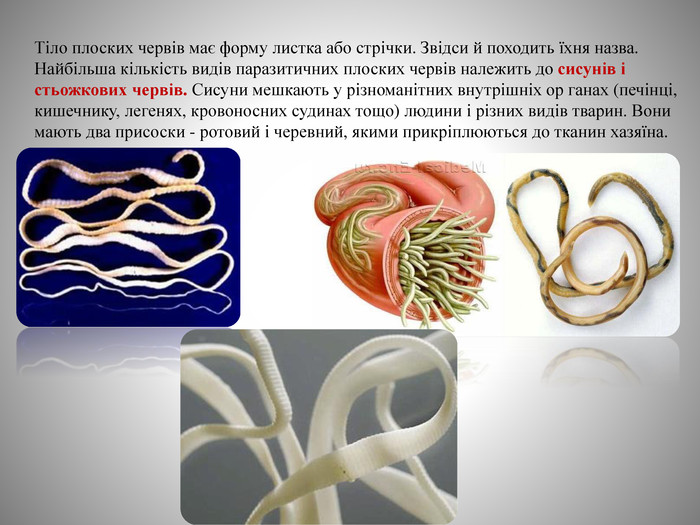 Реферат: Круглі черви паразити рослинного і тваринного організмів