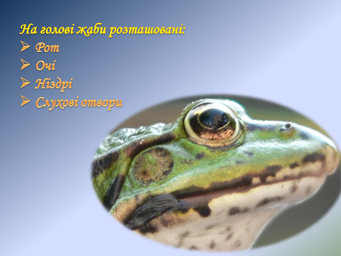 На голові жаби розташовані: Рот Очі Ніздрі Слухові отвори
