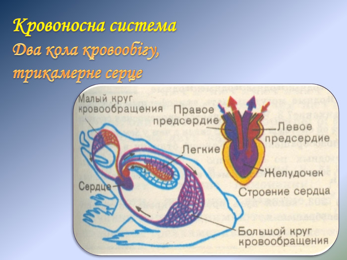 Кровоносна система. Два кола кровообігу, трикамерне серце