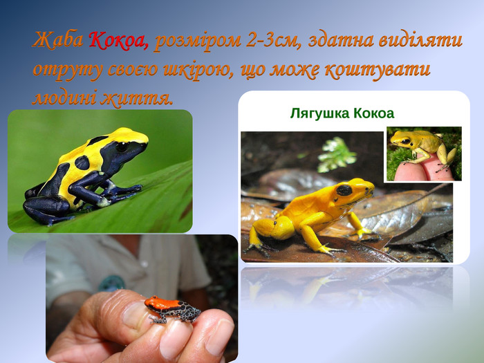 Жаба Кокоа, розміром 2-3см, здатна виділяти отруту своєю шкірою, що може коштувати людині життя. 