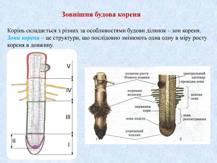 Презентація Будова кореня та його видозміни 6684