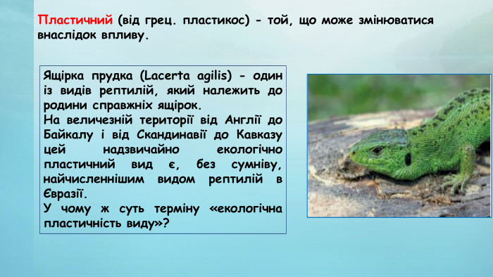Пластичний (від грец. пластикос) - той, що може змінюватися внаслідок впливу. Ящірка прудка (Lacerta agilis) - один із видів рептилій, який належить до родини справжніх ящірок. На величезній території від Англії до Байкалу і від Скандинавії до Кавказу цей надзвичайно екологічно пластичний вид є, без сумніву, найчисленнішим видом рептилій в Євразії. У чому ж суть терміну «екологічна пластичність виду»?