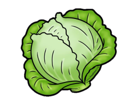 Cabbage illustration #illustration #cabbage
