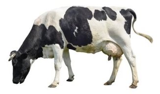 Funny cute cow isolated on white. Talking black and white cow. Funny  curious cow. Farm animals. Cow, standing full-leng… | Pet cows, Farm animal  songs, Cow pictures
