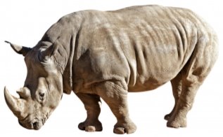 Rhinocéros Sur Fond Blanc | Photo Premium