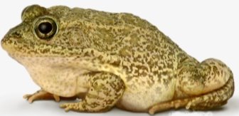Big Toad, Bullfrog, Frog, Toad PNG Image #302161 - PNG Images - PNGio