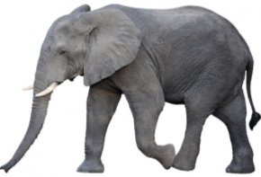 ᐈ Слона фото, фотографии слон | скачать на Depositphotos®
