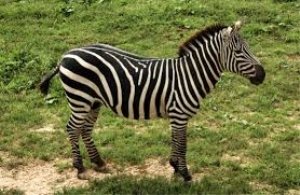 Obrazy : príroda, divokosť, zviera, zver a rastlinstvo, divoký, prostredie,  zoologická záhrada, cicavec, fauna, vonku, zoológia, stavovcov, druh,  safari, zebry, kôň ako cicavce, Grant je zebra, dquus quagga Goehte,  Serengeti Mara zebra