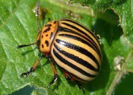 Походження, середовище проживання і шкідливість колорадського жука -  Фотокнига приколів