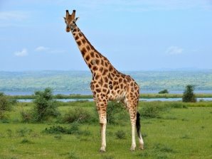 Жирафа - Дивовижний світ тварин