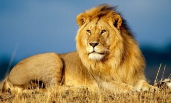 Львы три года кормили сородича, попавшего в капкан — K-News