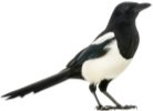 ᐈ Сороки птицы фото, рисунки сорока птица | скачать на Depositphotos®