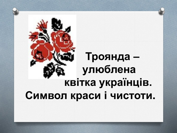 Троянда – улюблена квітка українців. Символ краси і чистоти.