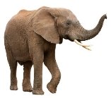 Результат пошуку зображень за запитом слон