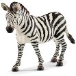 Результат пошуку зображень за запитом zebra