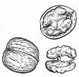 F:\Моя папка\Робоча\depositphotos_152722994-stock-illustration-ink-sketch-of-walnuts.jpg