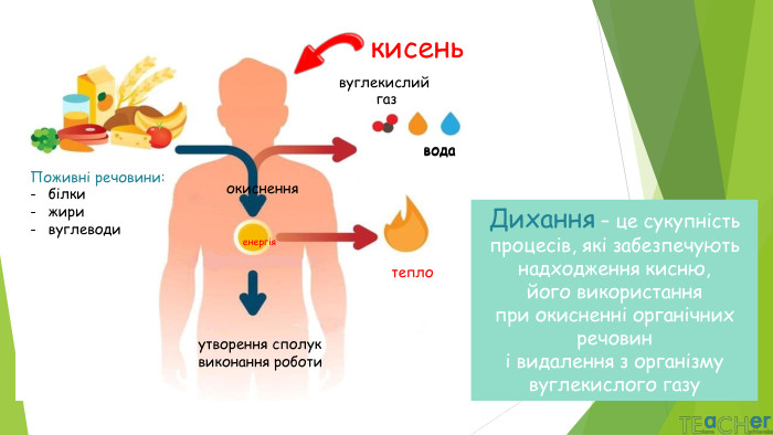 Поживні речовини:білкижиривуглеводиокисненнявуглекислий газводаенергіятеплоутворення сполуквиконання роботикисень. Дихання – це сукупність процесів, які забезпечують надходження кисню, його використання при окисненні органічних речовин і видалення з організму вуглекислого газувода